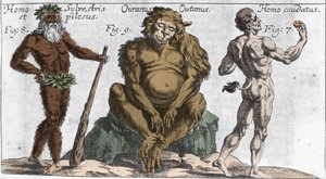 Representationer av olika monstruösa varelser: en man av skogen eller hårig, en orang-outan-apa (orang-utang, orang-outang, orang-utang) och en man med en svans. Tallrik från "" Mundi Mirabilis Oeconomia"" av Johamm Zahn, sd. 1696. Milanese . av Unknown artist