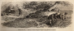 Risodling: skörd i oktober, stjälkarna återförenas i stövlar. Gravyr för att illustrera resan till Japan 1863-1864 av Aime Humbert, minister för Schweiziska edsförbundet, i "Le tour du monde, nouveau journal des voyages", publicerad under ledning av Unknown artist