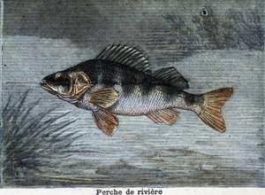 Flodabborre. Gravyr från 1897 av Unknown artist