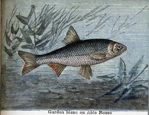 Mört vit eller kapabel rosse. av Unknown artist