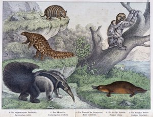 Gnagare: Tatou, lat, myra - i "" Natural histories of mammals"", red. Schreiber av Unknown artist