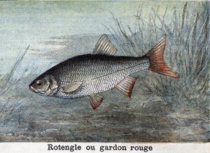 Rotengle eller röd mört Gravyr från 1898 av Unknown artist
