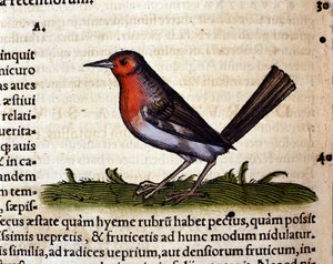 Rouge efter Historia Animalium av Conrad Gesner, Tiguri 1560. Biblioteca Nazionale Braidense. Milano av Unknown artist
