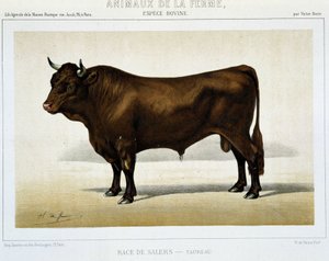 Salers Breed Taurus - i "" Farm Animals"" av Unknown artist