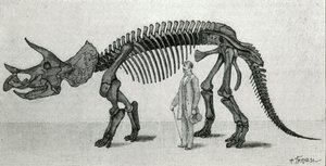 Skelett av en Triceratops prorsus av Unknown artist