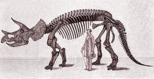 Skelett av en Triceratops prorsus av Unknown artist