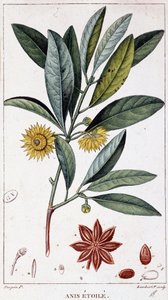 Stjärnanis - botanisk tavla av Unknown artist