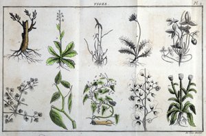 Stammar: i "" Flora Françoise, eller en kort beskrivning av alla växter som växer naturligt i Frankrike, ordnade enligt en ny analysmetod till vilken citatet av deras minst tvetydiga dygder inom medicin och deras användbarhet inom konsten" av J av Unknown artist