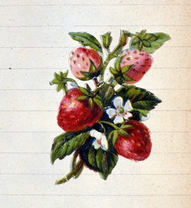 Jordgubbar. 1800-talets kromolitografi. av Unknown artist
