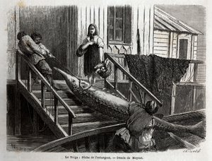 Störfiske vid mynningen av floden Volga. Gravyr för att illustrera resan på Volga av M. Moynet, 1864, i "" Le tour du monde, nouveau journal des voyages"" publicerad under ledning av Edouard Charton av Unknown artist