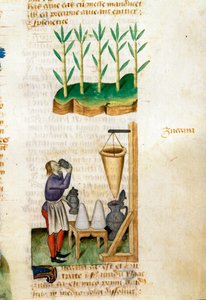 Handlare med sockerrör och sockerstrutar Beskrivning av medicinalväxter och hur man förbereder dem. Manuskriptsida “” Treats on herbs”” (Tractatus de herbis) av Pedanius Dioscorides (Dioscorides) (40-90 AD) Lat.1152 av Unknown artist