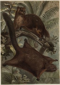 Taguan (flygande ekorre) (familjen Sciuridae) - Ekorre (flygekorre) - gravyr från "" Brehms djurliv"" av Alfred Edmund Brehm (1829-1884) av Unknown artist