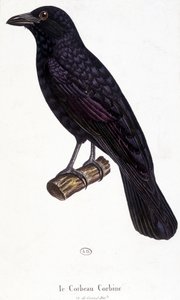 The Corbine Raven - naturhistorisk styrelse av Unknown artist