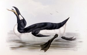 Jättepingvinen (Alca Impennis) - i Europas fåglar” av John Gould, London av Unknown artist