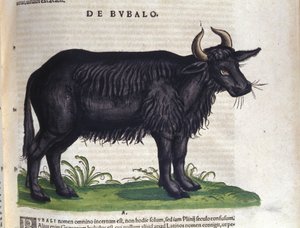 Buffeln efter Historia animalium av Konrad Gesner, Tiguri av Unknown artist