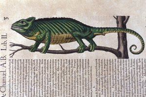 Kameleonten efter Historia animalium av Konrad Gesner, Tiguri av Unknown artist