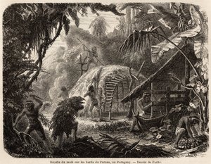 Samlingen av matte på stranden av Parana, infusionen av detta aromatiska blad är den vanliga sydamerikanska drinken, ritad av Fuchs, för att illustrera resan till Paraguay, från 1844 till 1847, av Dr Alfred Demersay. Gravyr i "" Le tour du monde"" av Unknown artist