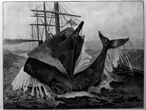 Kollisionen mellan en båt och en sovande val. av Unknown artist