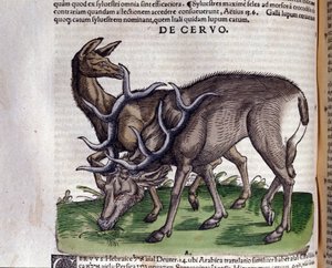 Rådjuret efter Historia animalium av Konrad Gesner, Tiguri av Unknown artist