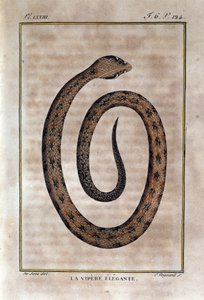 Den eleganta huggormen. Plåt tagen från ett naturhistoriskt förräderi av "" Works of Buffon"" av naturforskaren Georges Louis Leclerc, greve av Buffon (1707 - 1788). 1800-talet av Unknown artist