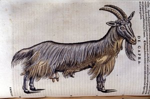 Geten efter Historia animalium av Konrad Gesner, Tiguri av Unknown artist