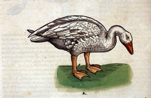 Gåsen efter Historia Animalium av Conrad Gesner, Tiguri 1560. Biblioteca Nazionale Braidense. Milano av Unknown artist