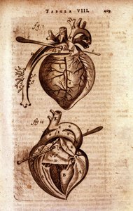 Hjärtat i Bartholins "Anatomy"" av Unknown artist