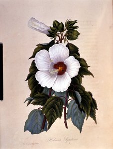 Ibiskusen. Botanisk styrelse. av Unknown artist
