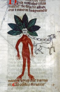Mandraken. 1400-talet (miniatyr) av Unknown artist
