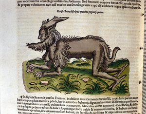 Manticore från Historia Animalium av Conrad Gesner, Tiguri 1560. Biblioteca Nazionale Braidense. Milano av Unknown artist