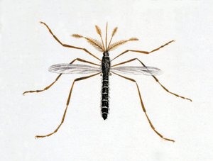 Myggan. Naturhistorisk styrelse. 1800-talet. av Unknown artist