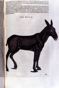 Multen efter Historia animalium av Konrad Gesner, Tiguri av Unknown artist