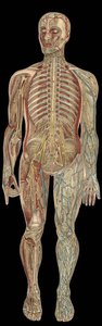 The nervous system.board in”The new natural medicine”” av F.E. Bilz.1898. av Unknown artist