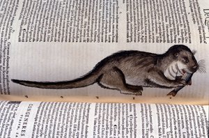 Uttern - Historia Animalium av Conrad Gesner (1516 - 1565), Tiguri av Unknown artist