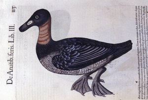 Rödhalsad anka efter Historia animalium av Konrad Gesner, Tiguri av Unknown artist