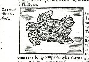 Havssköldpaddan, efter avhandlingen om Gerolamo Cardano (Cardanus Hieronymus) (Cardan) "" De la subtlite"", tryckt i Rouen 1642. av Unknown artist
