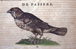 Sparven i Historia Animalium av Conrad Gesner (1516 - 1565), Tiguri av Unknown artist