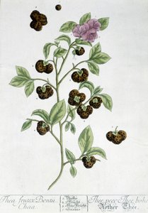 Teplantan Frutex Bontii - botanisk tavla av Unknown artist