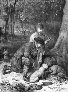 Tryffeln. Gravyr från 1870. av Unknown artist