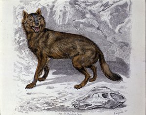 Vargen. Plåten hämtad från en naturhistorisk behandling av "" Works of Buffon"" av naturforskaren Georges Louis Leclerc, greve av Buffon (1707 - 1788). 1800-talet av Unknown artist