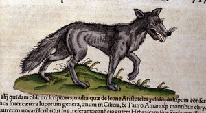Vargen efter Historia Animalium av Conrad Gesner, Tiguri 1560. Biblioteca Nazionale Braidense. Milano av Unknown artist