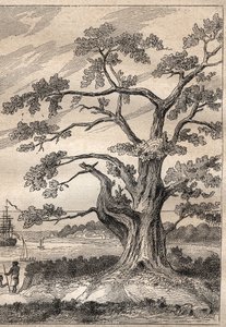 Tredje resan (1776-1779) av kapten James Cook (1728-1779): träd under vilket Cook observerade passagen av Venus - illustration hämtad från "The Great Mariners of the 18th century"" av Unknown artist