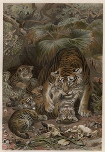 Tiger med tigroner - Tiger (Panthera tigris) med ungar - gravyr från "" Brehm