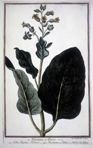 Tobaksblad och blomma (Nicotiana Minor) i ett 1800-talsherbarium. av Unknown artist