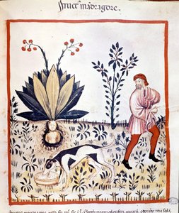 Avhandling om medicin 1300-talet. Hämta Mandrake. Biblioteca Nazionale Braidense. Milano av Unknown artist