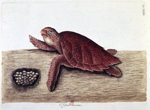 Sköldpadda och dess ägg - naturhistorisk styrelse, B.N. av Unknown artist
