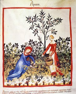 Två kvinnor plockar persilja. Belysning från mjölkning av medicin och diet "" Tacuinum sanitatis"" av Unknown artist