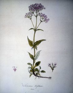 Valeriana lila eller Valeriana tripteris. 1800-tals herbarium. av Unknown artist