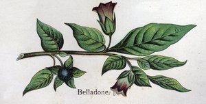 Venenösa botaniska växter: Belladonna. Gravyr i "" Den naturliga medicinen "", av Friedrich Eduard Bilz (1842-1922) av Unknown artist