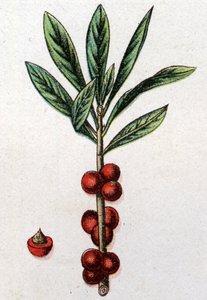 Venenösa botaniska växter: Daphne Mezereon. Gravyr i "" Den naturliga medicinen "", av Friedrich Eduard Bilz (1842-1922) av Unknown artist